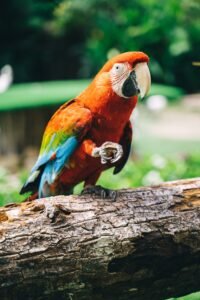 Scarlet Macaw