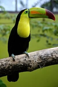 Keel-billed Toucan: