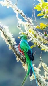 Resplendent Quetzal